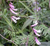 Vicia villosa subsp.varia