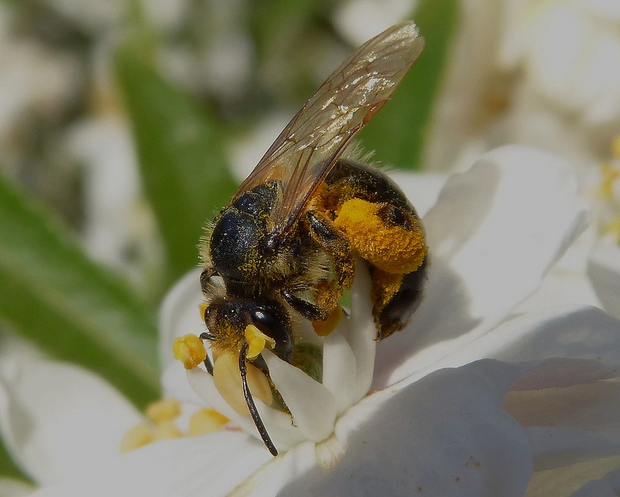 Andrena