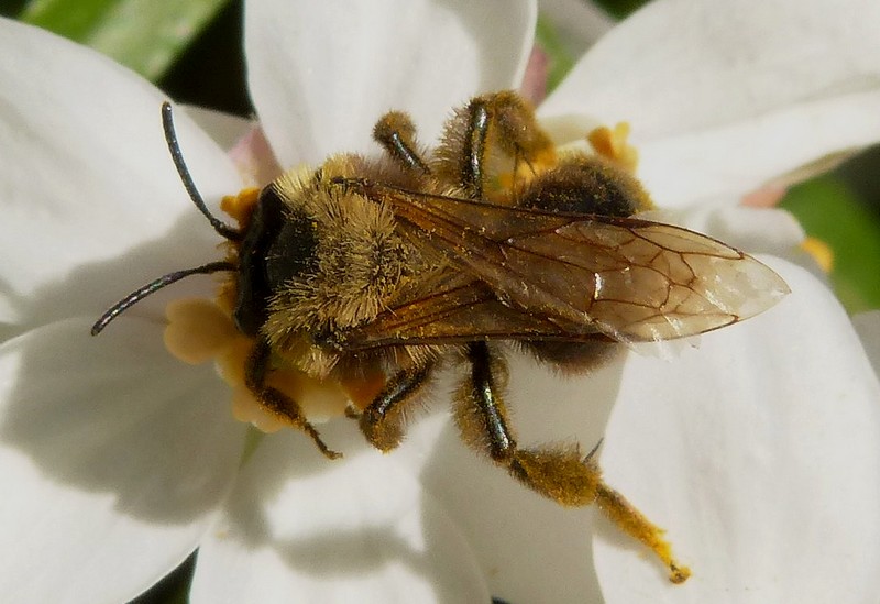 Andrena