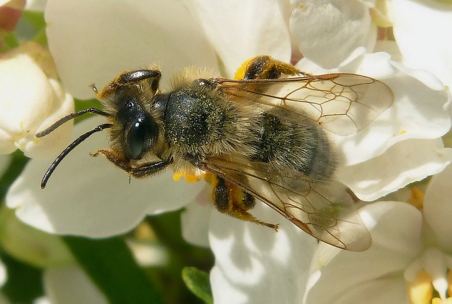 Andrena