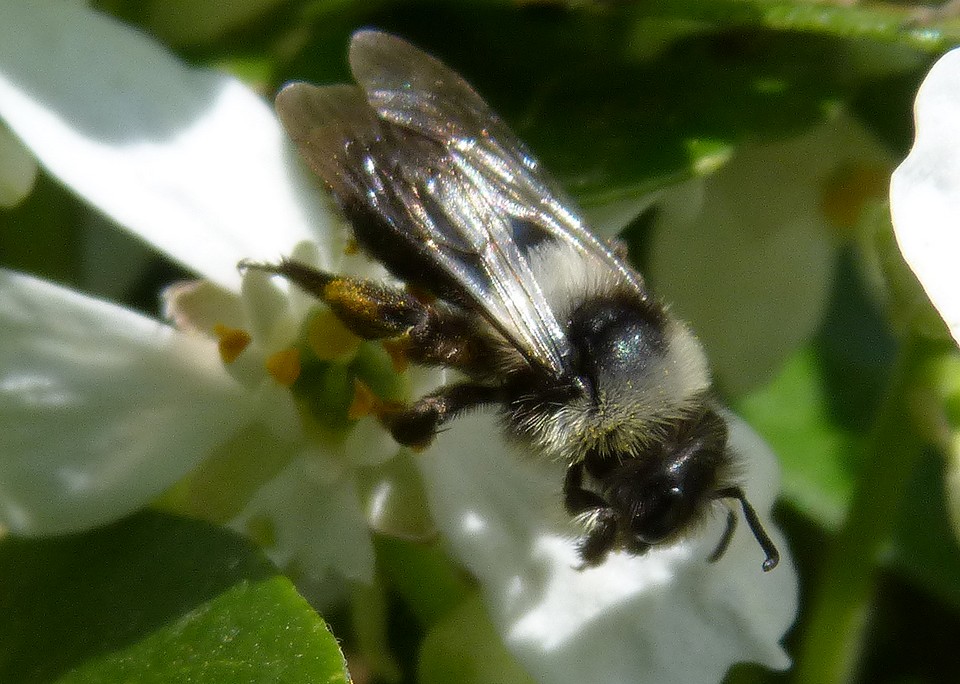 Andrena_cineraria