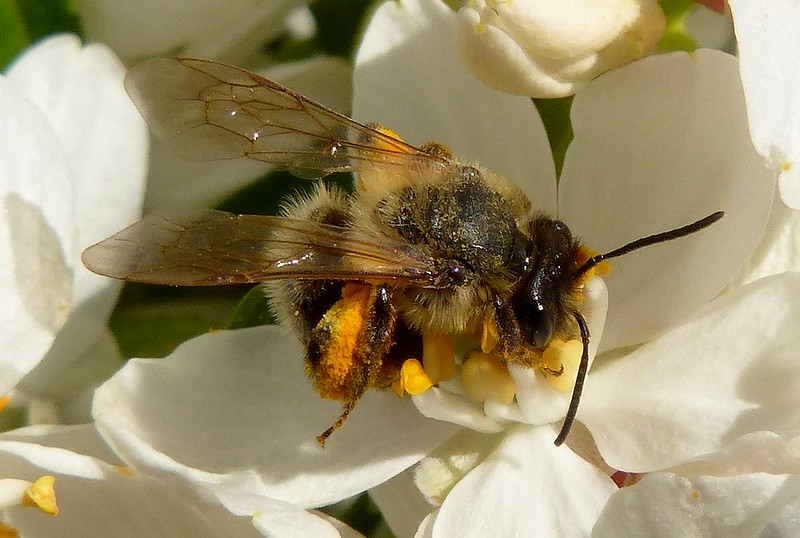 Andrena_flavipes