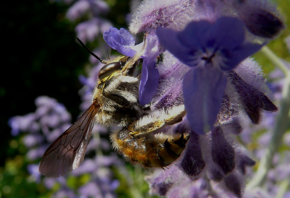 Anthidium