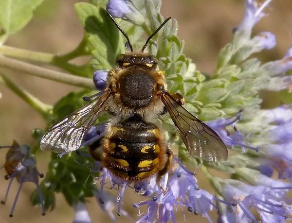 Anthidium_manicatum