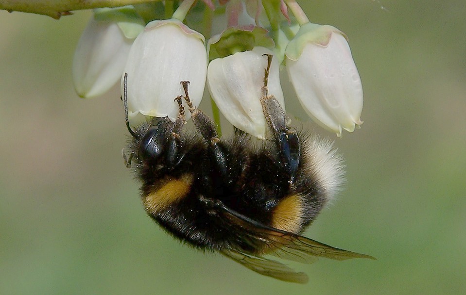 Bombus terrestris