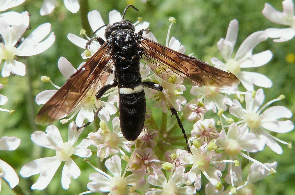 Cephaledo bifasciata bifasciata