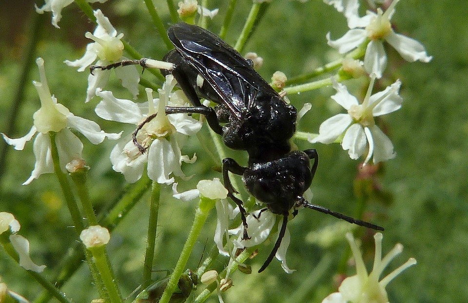 Cephaledo bifasciata bifasciata