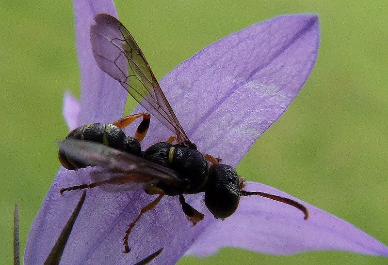 Cerceris arenaria