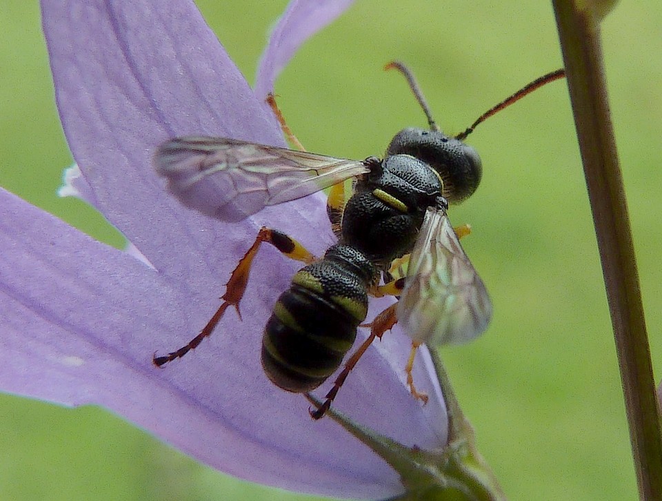 Cerceris arenaria