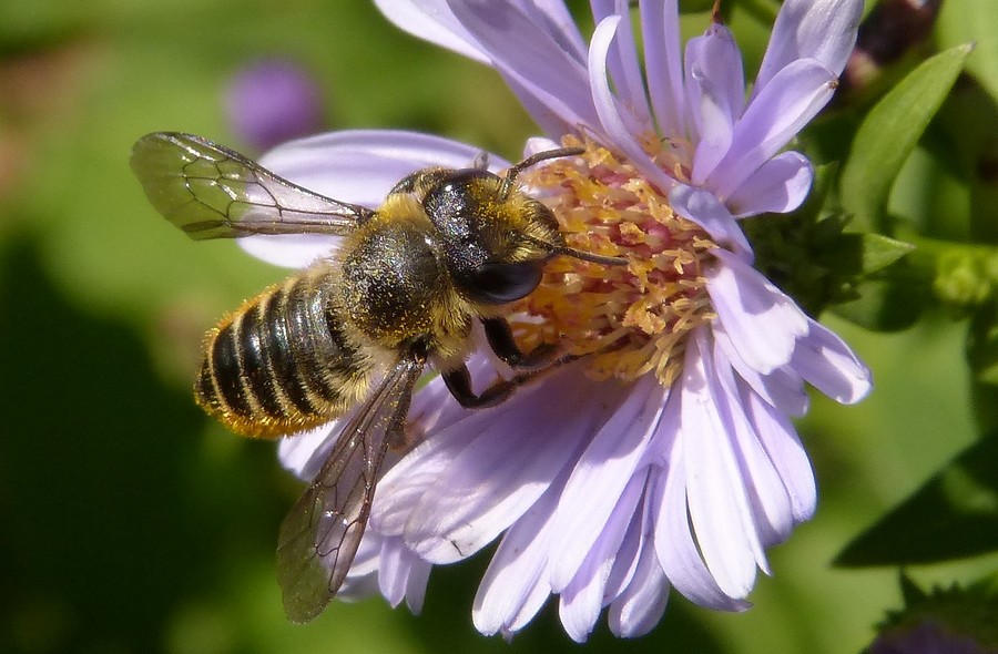 Colletes_daviesanus