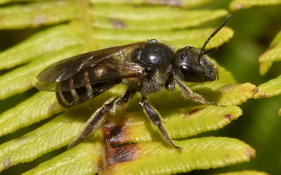 Colletes_sp