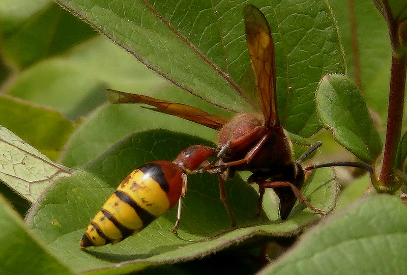 Delta_unguiculata