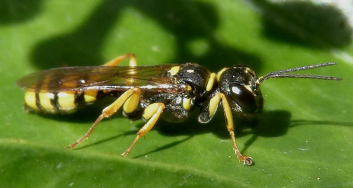 Ectemnius_lituratus