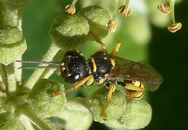 Ectemnius_lituratus