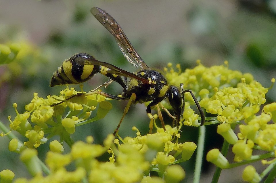 Eumenes_mediterraneus