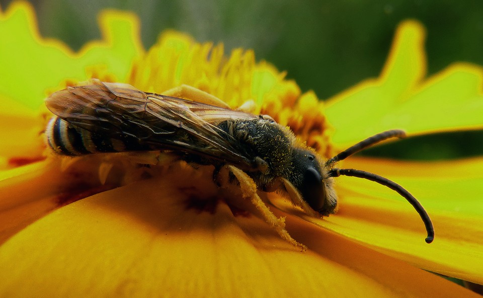 Halictus scabiosae