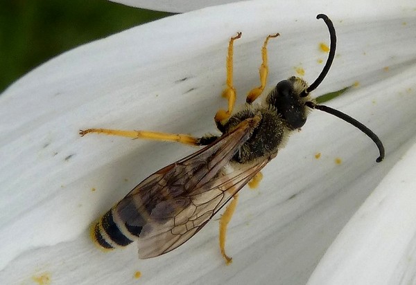 Halictus_scabiosae