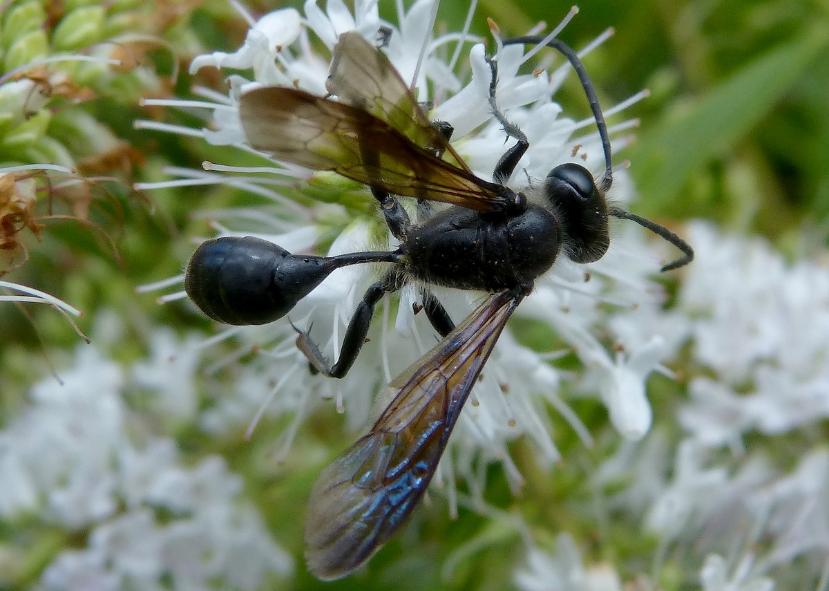 Isodontia mexicana