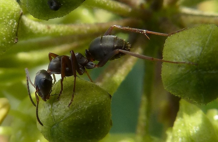 Lasius_fuliginosus