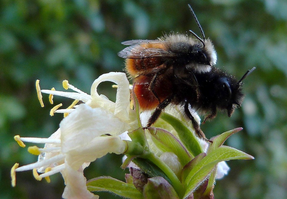 Osmia_cornuta