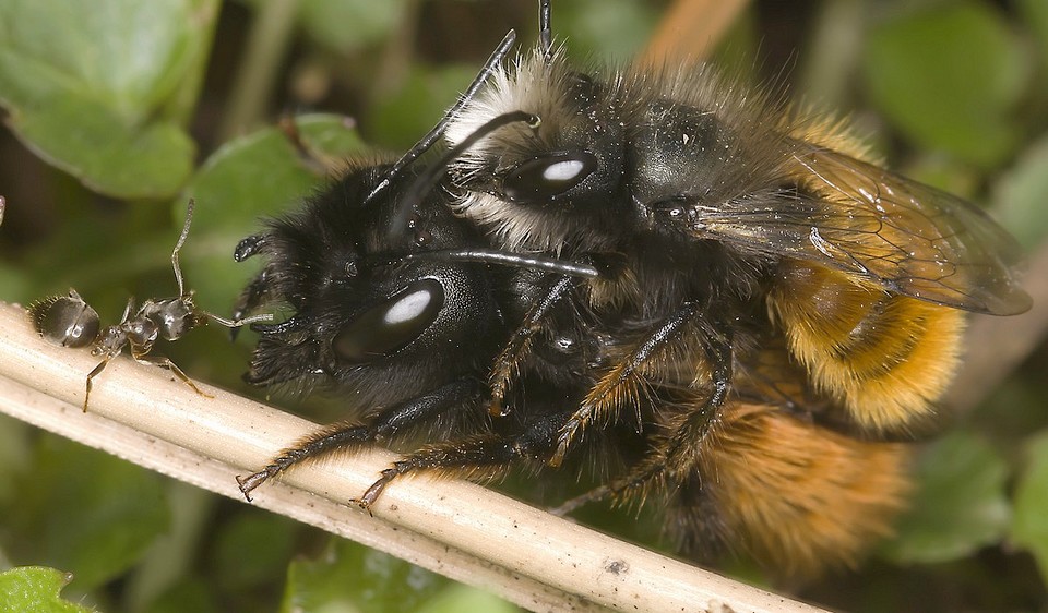 Osmia_cornuta_fourmi