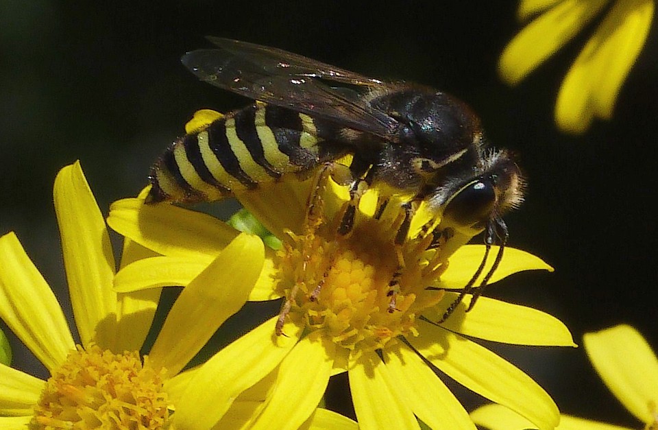 Volucella_pellucens