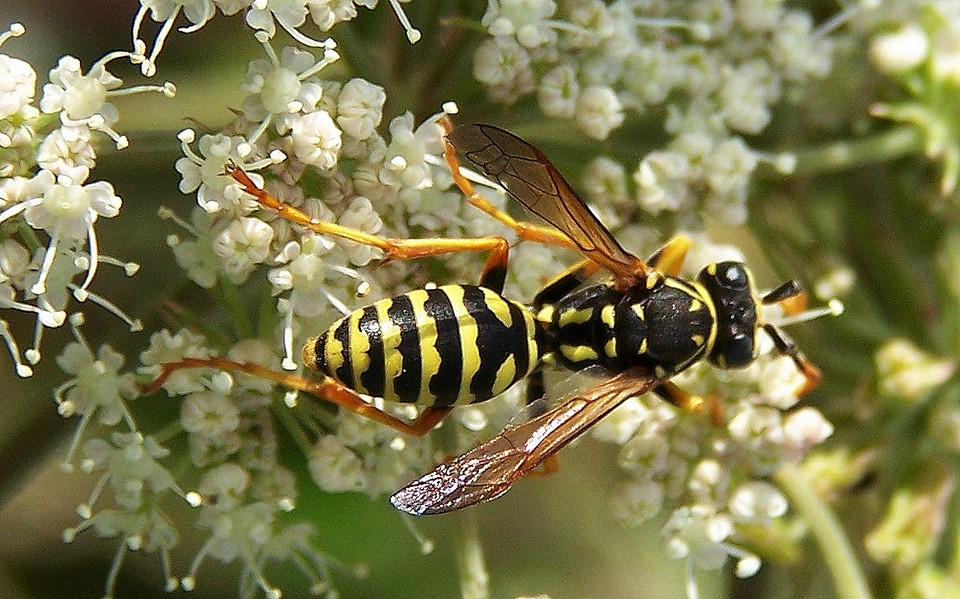 Polistes dominula