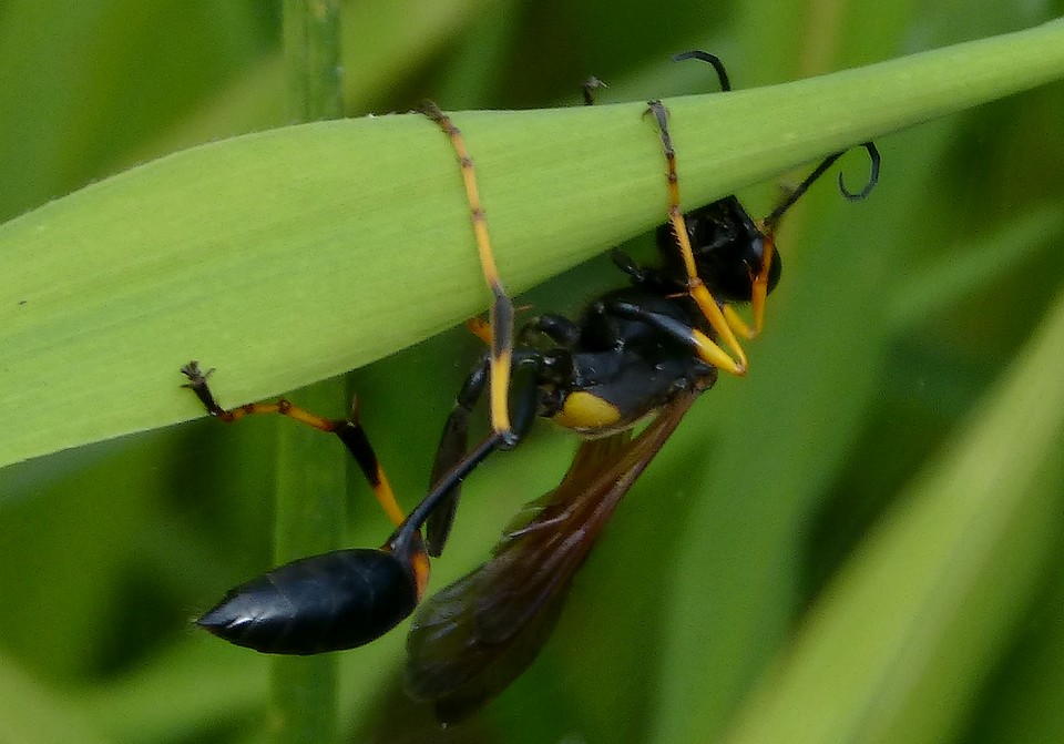 Sceliphron_caementarium