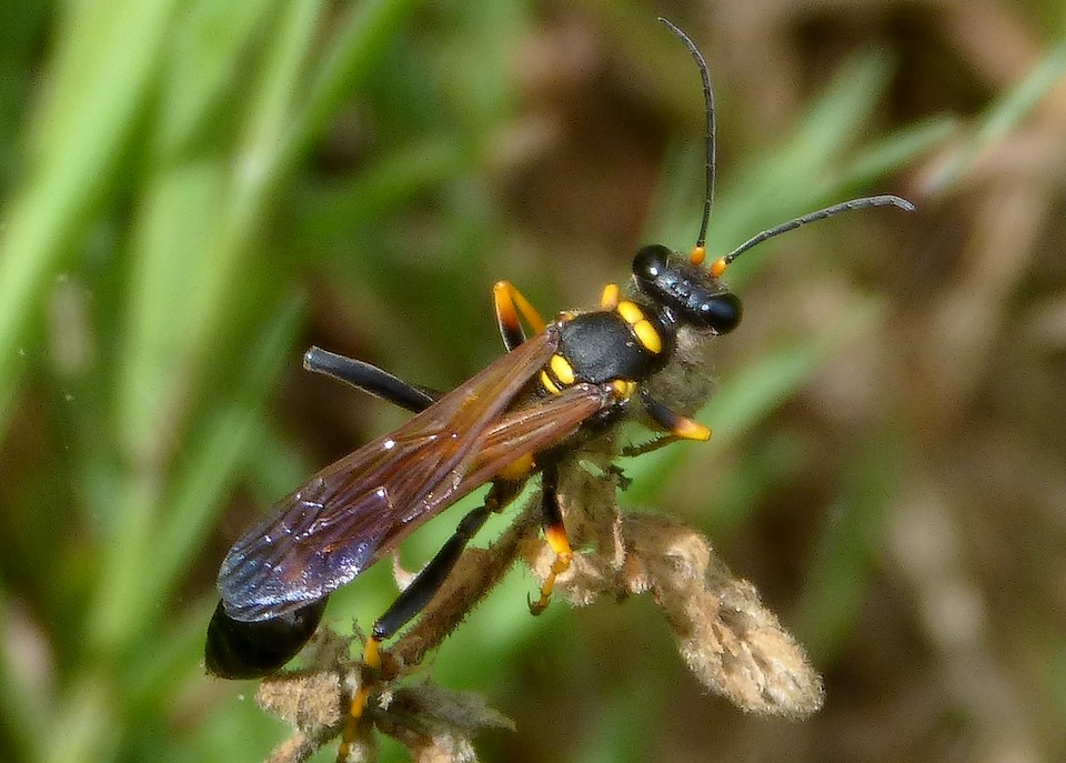 Sceliphron_caementarium