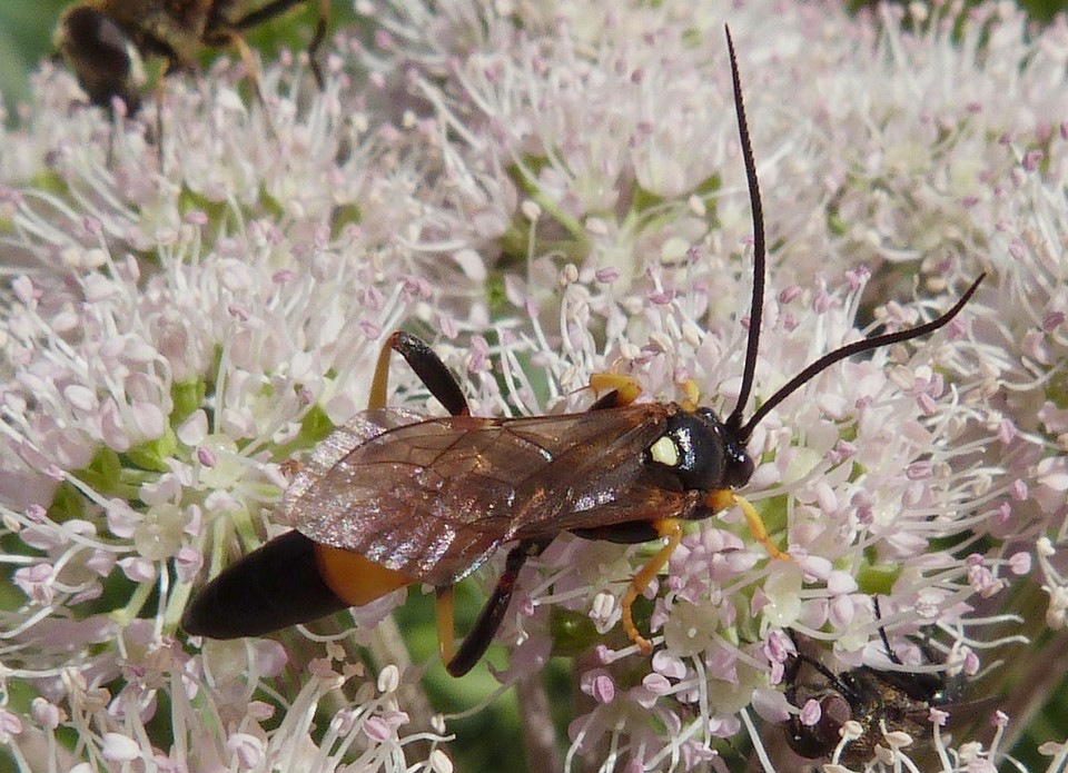 Tenthredopsis