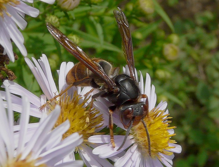 Vespa velutina