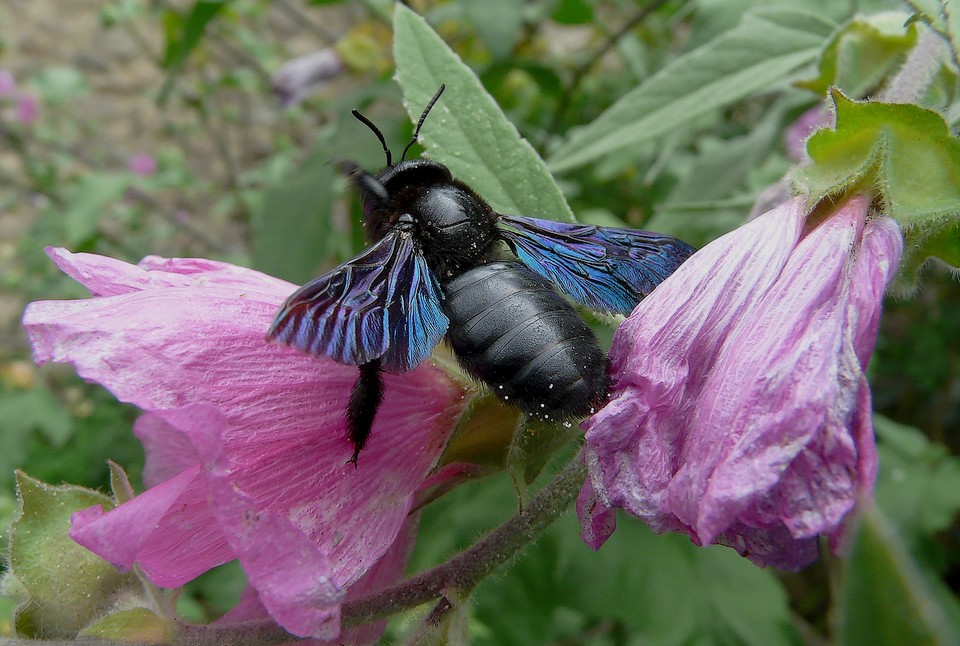 Xylocopa