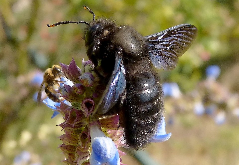 Xylocopa_violacea