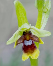 Ophrys_aymoninii