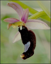 Ophrys_bertolonii