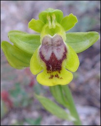 Ophrys_corsica