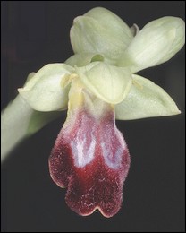 Ophrys_forestieri