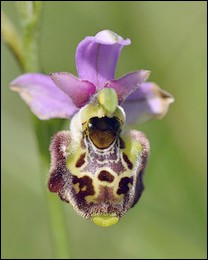 Ophrys_gresivaudanica