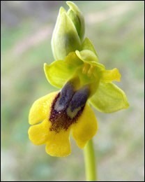 Ophrys_lutea