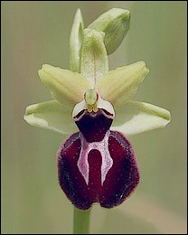 Ophrys_majellensis
