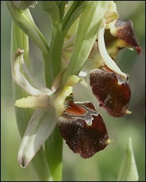 Ophrys_morisii