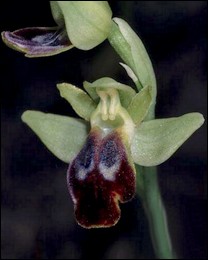 Ophrys_peraiolae