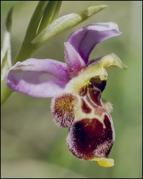 Ophrys_santonica