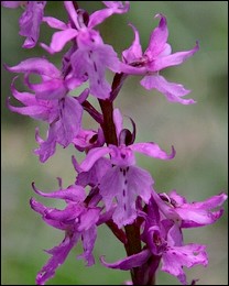 Orchis_ovalis
