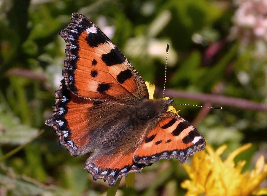 BEAUX PAPILLONS (Photos + citations!!) Aglais_urticae=Petite%20tortue