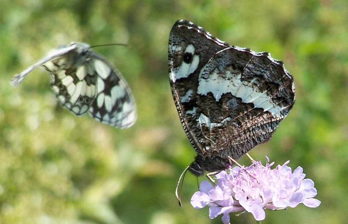 1-PAPILLONS