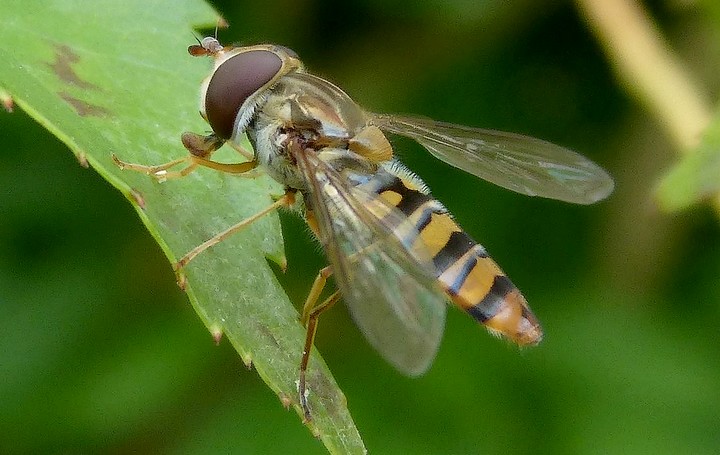 Episyrphus