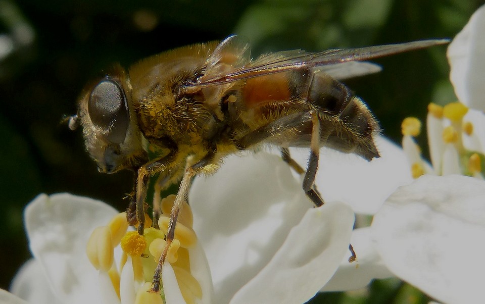 Eristalis sp.