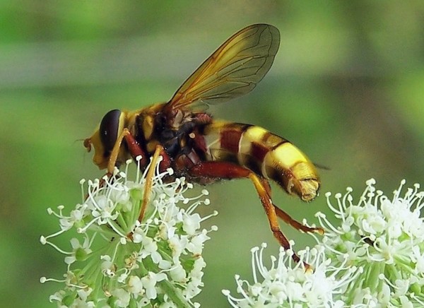 Milesia_crabroniformis