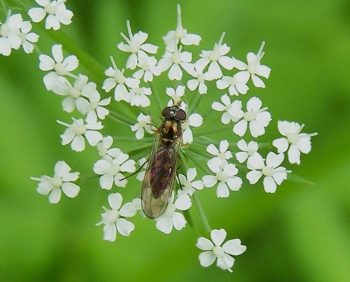 Platycheirus fulviventris